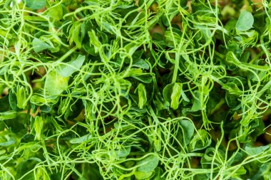 Bezelye mikroçerezleri yukarıdan aşağıya bakıyor. Taze sağlıklı filizler. Vegan ve sağlıklı beslenme konsepti.