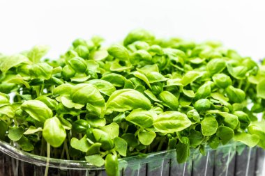 Beyaz arka planda Basil mikroyeşillikleri yakın plan. Taze sağlıklı filizler. Vegan ve sağlıklı beslenme konsepti.