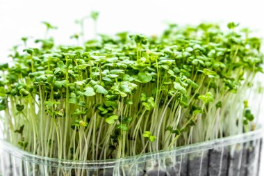 Beyaz arka planda Hardal mikro yeşillikleri yakın plan. Taze sağlıklı filizler. Vegan ve sağlıklı beslenme konsepti.