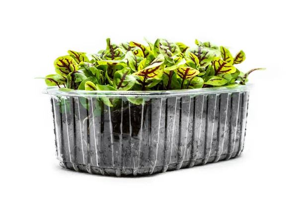 Remolacha Microgreens Sobre Fondo Blanco Brotes Frescos Sanos Concepto Alimentación — Foto de Stock