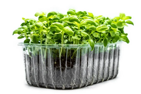 Microgreens Albahaca Sobre Fondo Blanco Brotes Frescos Sanos Concepto Alimentación — Foto de Stock