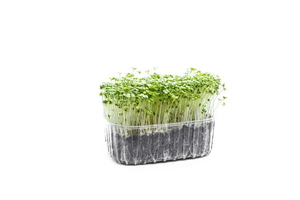 Microgreens Mostaza Sobre Fondo Blanco Brotes Frescos Sanos Concepto Alimentación — Foto de Stock