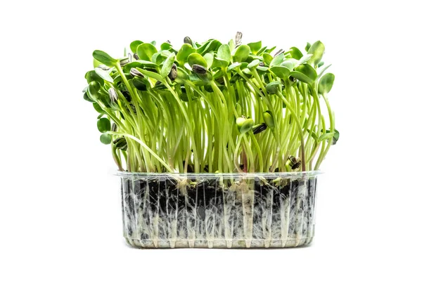 Microgreens Girasoles Sobre Fondo Blanco Brotes Frescos Sanos Concepto Alimentación — Foto de Stock
