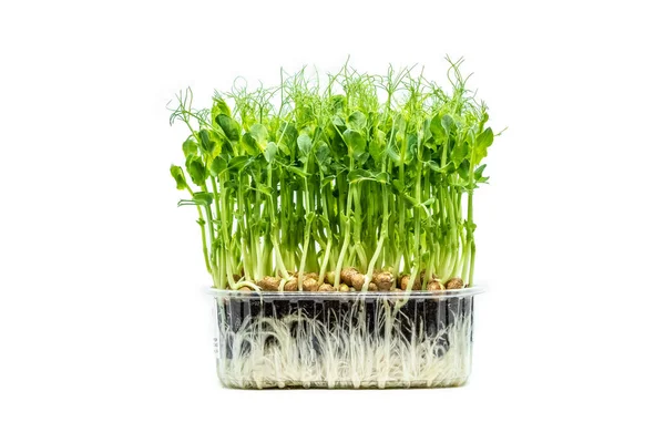 Guisantes Microverdes Sobre Fondo Blanco Brotes Frescos Sanos Concepto Alimentación — Foto de Stock