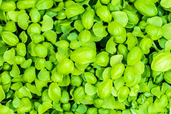 Микрозелень Сверху Вниз Свежая Здоровая Капуста Веганское Здоровое Питание — стоковое фото