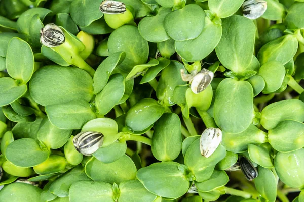 Tournesols Microgreens Vue Haut Vers Bas Des Choux Frais Sains — Photo