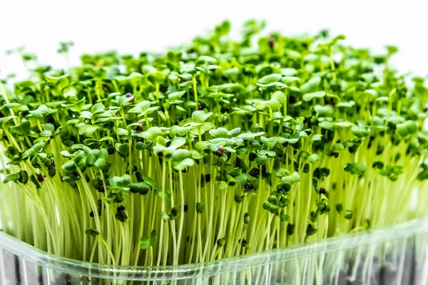 Nahaufnahme Von Brokkoli Microgreens Auf Weißem Hintergrund Frische Gesunde Sprossen — Stockfoto