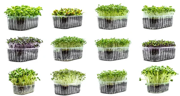 Collage Diferentes Microgreens Sobre Fondo Blanco Productos Orgánicos Frescos Concepto — Foto de Stock