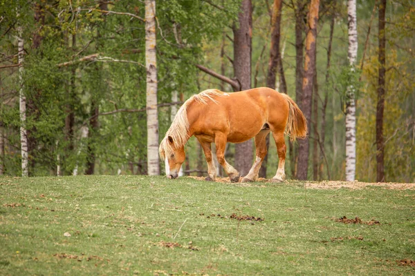 Spring Village Horses Pasture — Stock Photo, Image