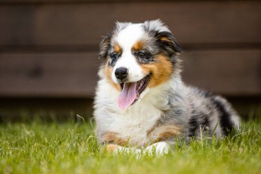 Avustralyalı çoban köpeği.