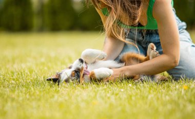Avustralya çoban köpeği mavi merle yavrusu arka bahçede bir kadınla oynuyor.