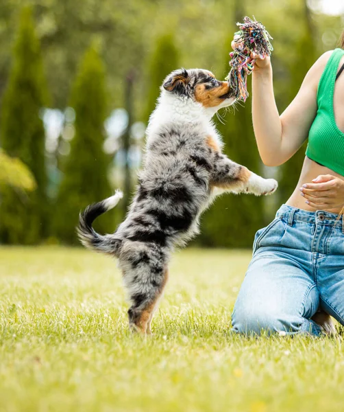 Avustralya çoban köpeği mavi merle yavrusu arka bahçede bir kadınla oynuyor.