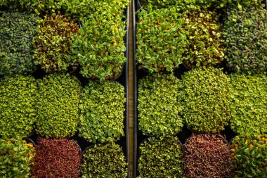 Organic microgreens srpouts in containers . Healthy food and diet concept.