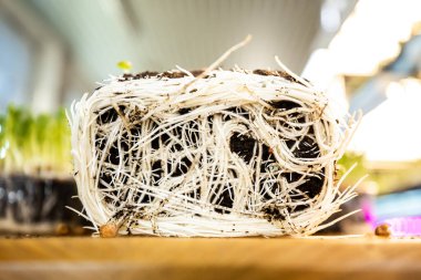 close-up of Organic micro green srpouts without box. Microgreens roots in the ground. Healthy food and diet concept. 