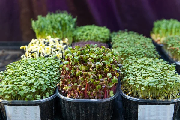 Growing Organic micro green srpouts indoors. Healthy food and diet concept. Organic micro greens in a plastic box.