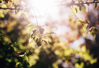 Sonbahar ormanında sarı yaprak