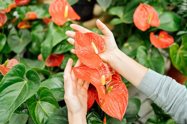 Röda blommor och händer Närbild — Stockfoto