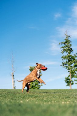 Heyecanlı safkan köpek güneşli bir günde parkta frizbiyle oynarken eğleniyor..