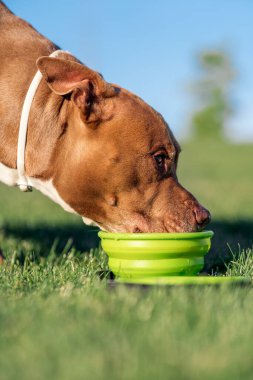 Güzel kahverengi safkan köpek parkta oynuyor ve su içiyor..