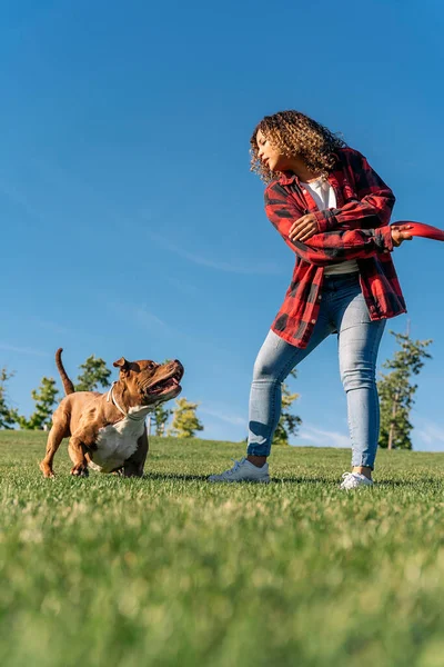 Cão Raça Pura Brincando Com Seu Proprietário Divertindo Parque Durante — Fotografia de Stock