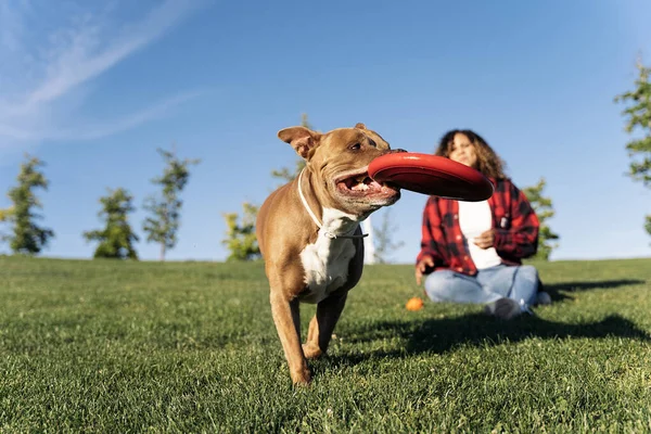 Собака Мбаппе Играет Фрисби Вместе Своим Хозяином Веселится — стоковое фото