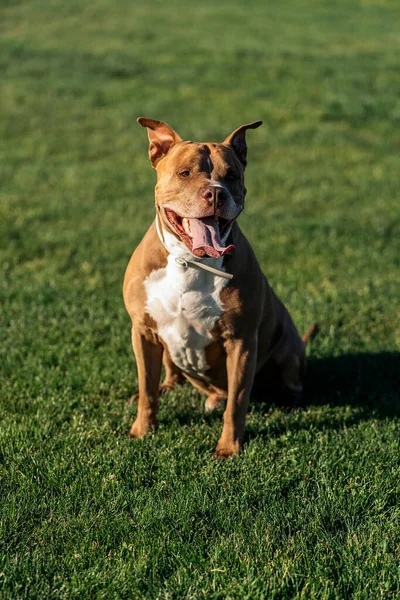 Şirin Kahverengi Safkan Köpek Parkta Oturuyor Kameraya Bakıyor — Stok fotoğraf