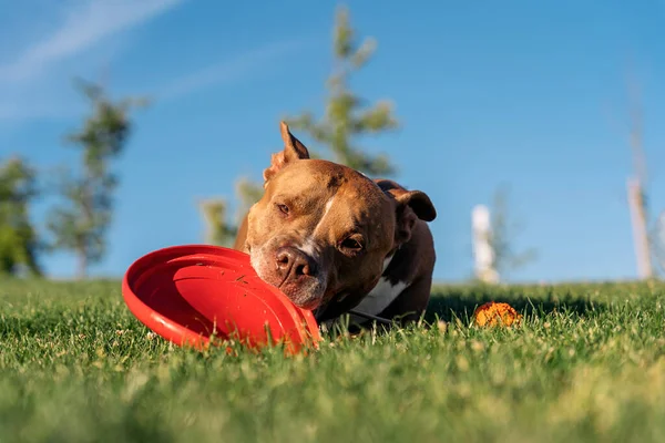 Güzel Safkan Köpek Güneşli Bir Günde Parkta Frizbiyle Oynarken Eğleniyor — Stok fotoğraf