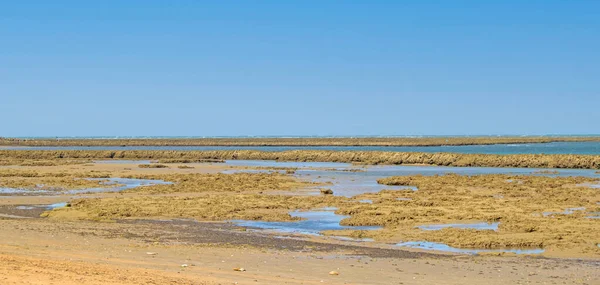 Canetas Pesca Maré Baixa Praia Chipiona Cádiz Andaluzia Espanha — Fotografia de Stock