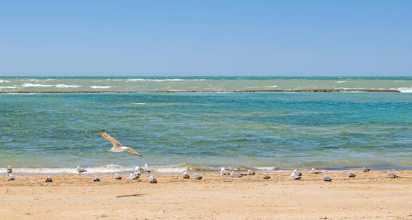 Zeemeeuwen Een Van Stranden Van Chipiona Cadiz Zonnebaden Wachten Vis — Stockfoto