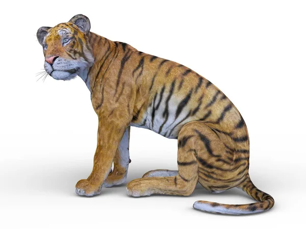 Återgivning Tiger — Stockfoto