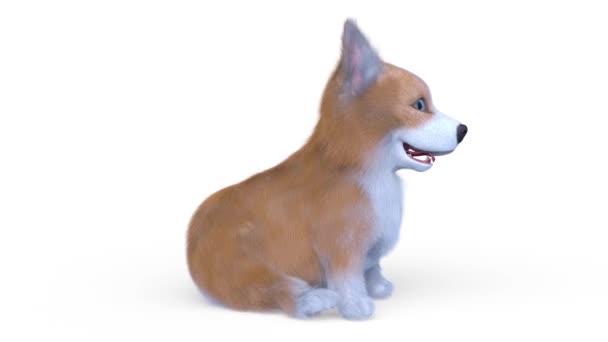 Renderização Galês Corgi Pembroke — Vídeo de Stock