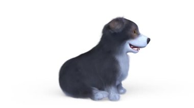 Galli Corgi Pembroke 'un 3B canlandırması