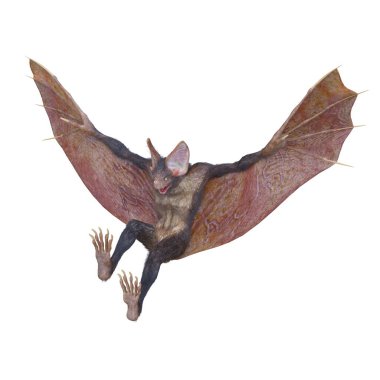 Canavar yarasanın 3 boyutlu görüntüsü