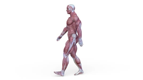 Rendering Walking Male Body Model — Stock Video