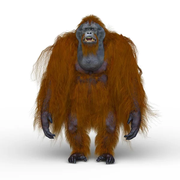 Vykreslování Orangutana — Stock fotografie