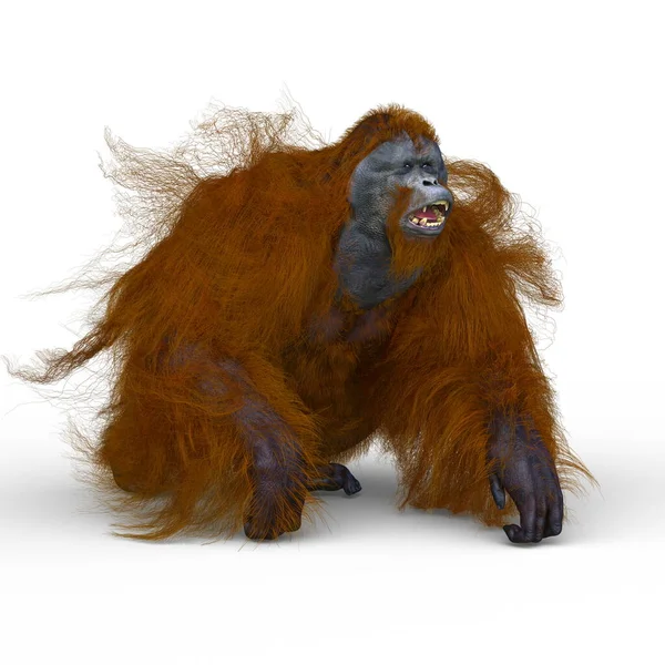 Bir Orangutanın Boyutlu Canlandırması — Stok fotoğraf