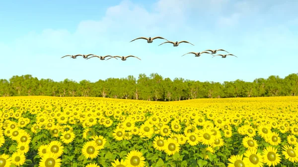 Rendering Sunflower Field — Stock Photo, Image