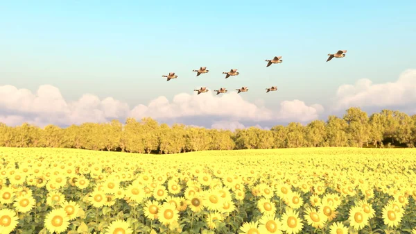 Rendering Sunflower Field — Stock Photo, Image