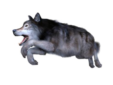 Bir kurdun 3 boyutlu görüntülemesi