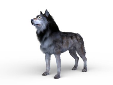 Bir kurdun 3 boyutlu görüntülemesi