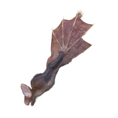 Canavar yarasanın 3 boyutlu görüntüsü