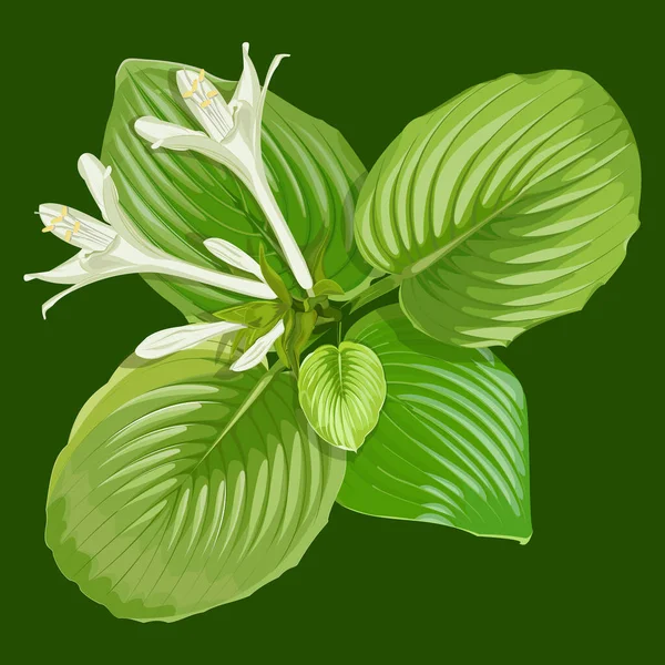 Ізольоване Зображення Квітки Заручників Темно Зеленому Тлі — стоковий вектор