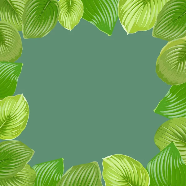 Yeşil Arkaplanda Hosta Yapraklarından Yapılmış Kare Çerçeve — Stok Vektör