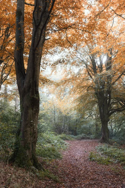 Осінній Шлях Дерева Корнуол Англія Упадають Безлюдні Ліси — стокове фото