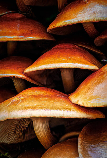 group of mushrooms fungi close up macro 