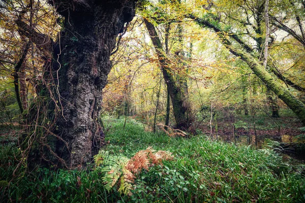 Florestas Resina Outono Cornwall England — Fotografia de Stock