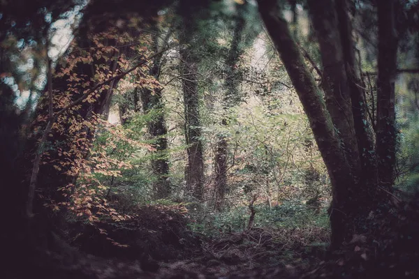 Respryn Skog Höst Faller Cornwall England — Stockfoto