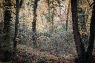 Sonbaharda yeniden tahta döşeyeceğiz Cornwall İngiltere 