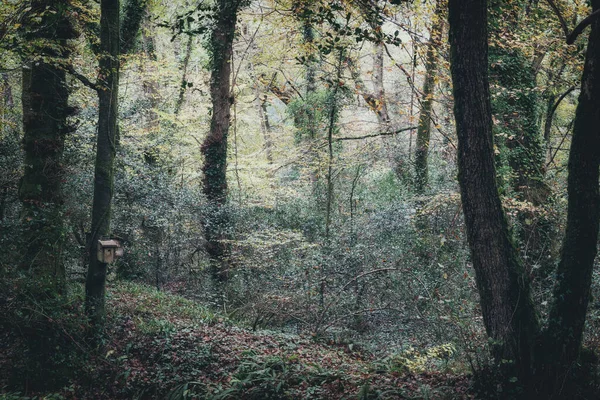 Respryn Dřevo Podzim Cornwall Anglie — Stock fotografie