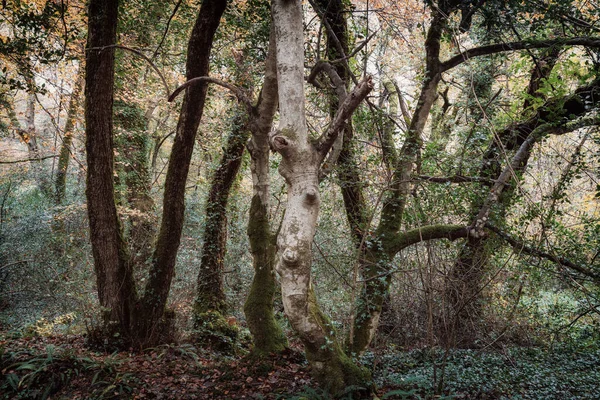 Respryn Wood Herbst Herbst Cornwall England — Stockfoto